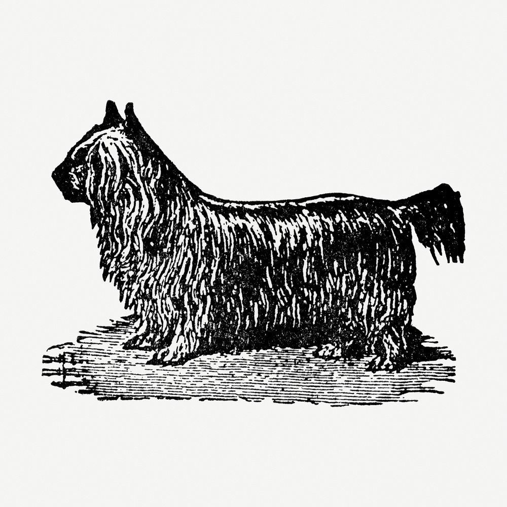 Yorkshire Terrier dog hand drawn illustration, digitally enhanced from our own original copy of The Open Door to…