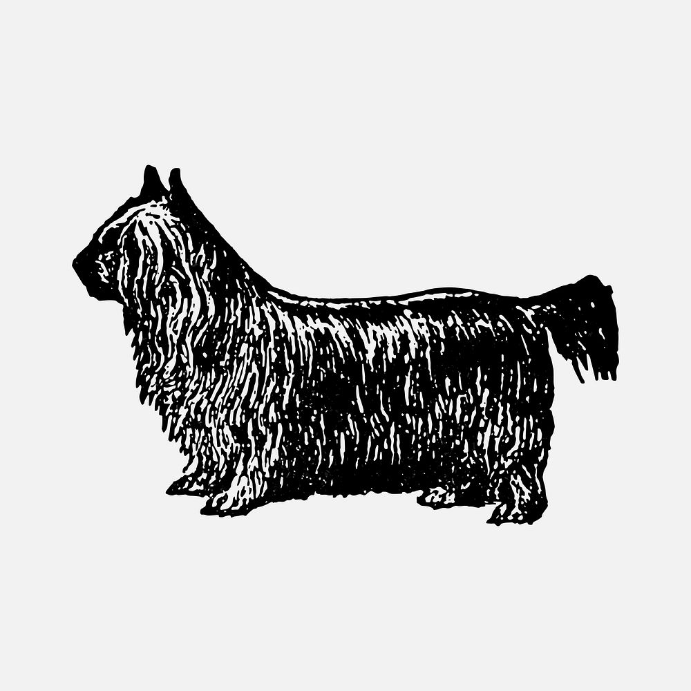 Yorkshire Terrier dog sticker, black ink drawing vector, digitally enhanced from our own original copy of The Open Door to…