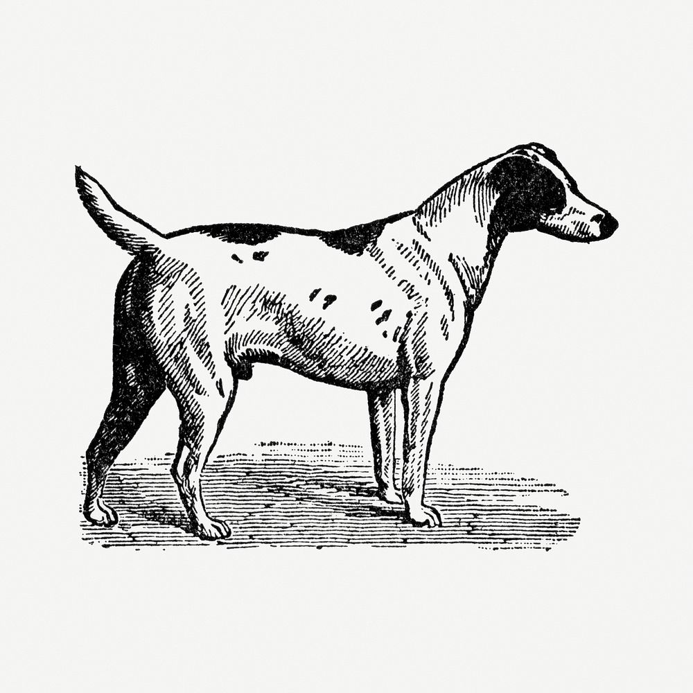 Smooth Fox Terrier dog hand drawn illustration, digitally enhanced from our own original copy of The Open Door to…