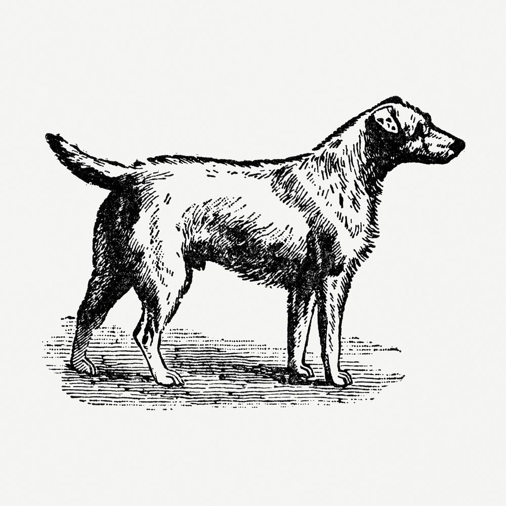 Rough Fox Terrier dog hand drawn illustration, digitally enhanced from our own original copy of The Open Door to…