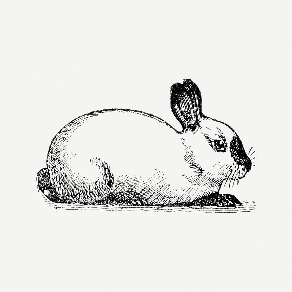 Rabbit sticker, black ink drawing psd, digitally enhanced from our own original copy of The Open Door to Independence (1915)…