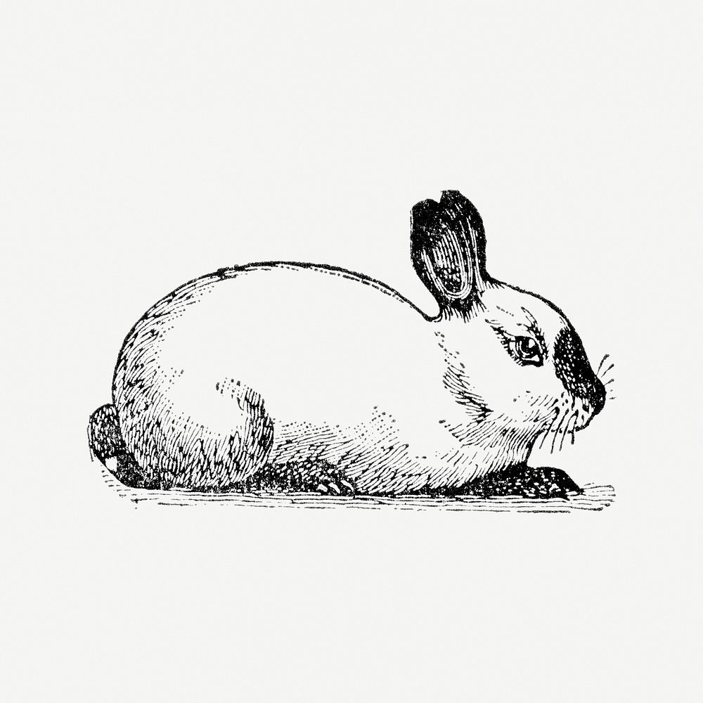 Rabbit hand drawn illustration, digitally enhanced from our own original copy of The Open Door to Independence (1915) by…