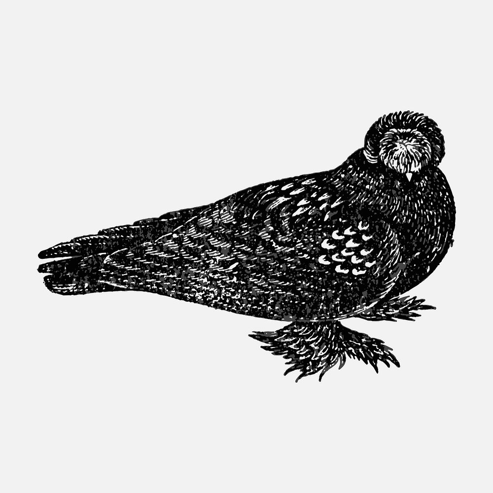 Trumpeter pigeon clipart, black ink drawing vector, digitally enhanced from our own original copy of The Open Door to…
