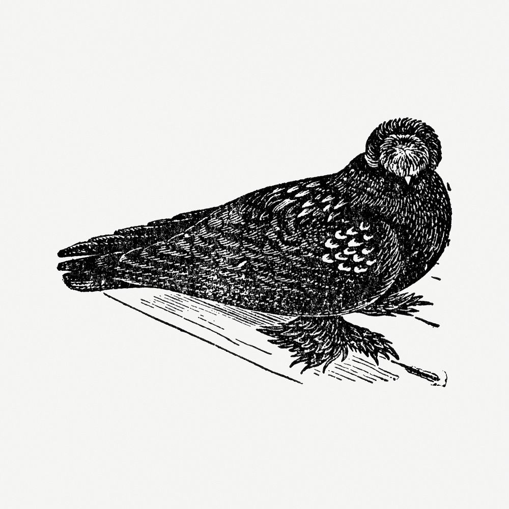 Trumpeter pigeon hand drawn illustration, digitally enhanced from our own original copy of The Open Door to Independence…