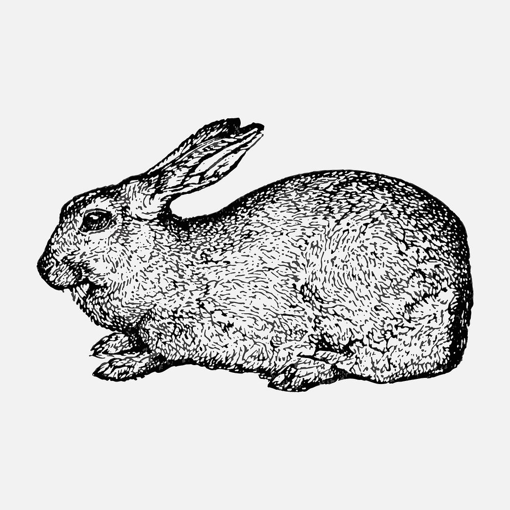 Rabbit sticker, black ink drawing vector, digitally enhanced from our own original copy of The Open Door to Independence…