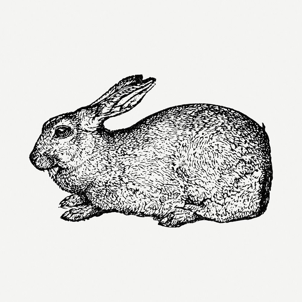 Rabbit sticker, black ink drawing psd, digitally enhanced from our own original copy of The Open Door to Independence (1915)…