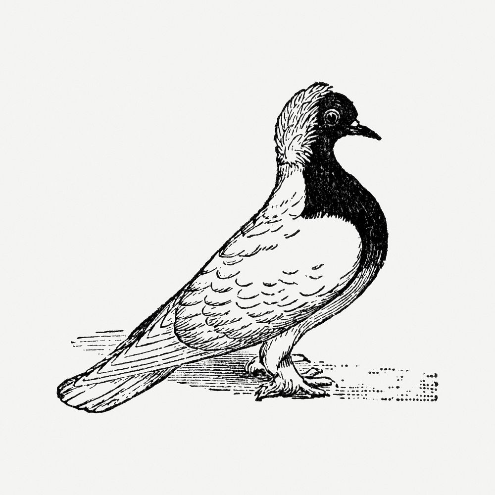 Latz pigeon sticker, black ink drawing psd, digitally enhanced from our own original copy of The Open Door to Independence…