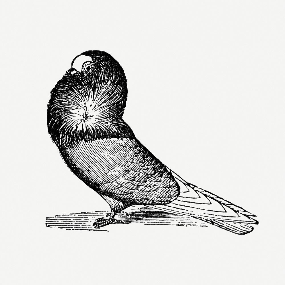 Jacobin pigeon hand drawn illustration, digitally enhanced from our own original copy of The Open Door to Independence…