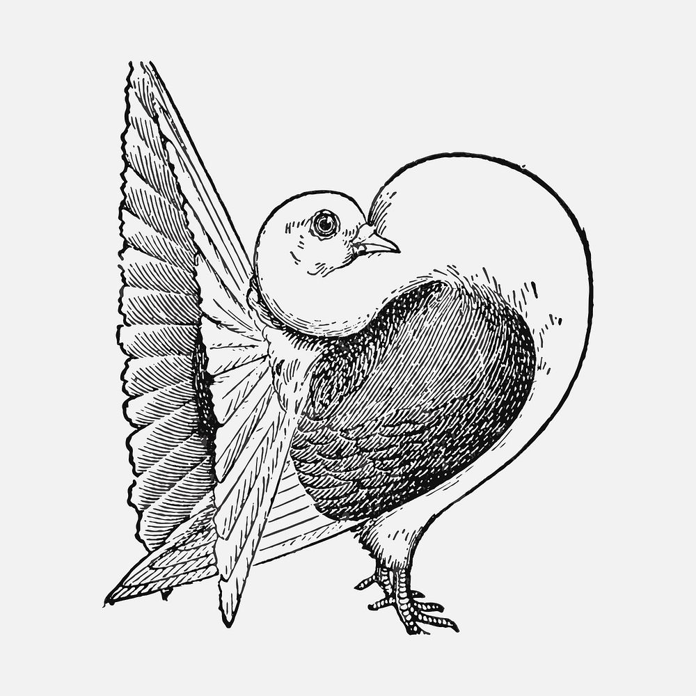 Fantail pigeon bird clipart, black ink drawing vector, digitally enhanced from our own original copy of The Open Door to…