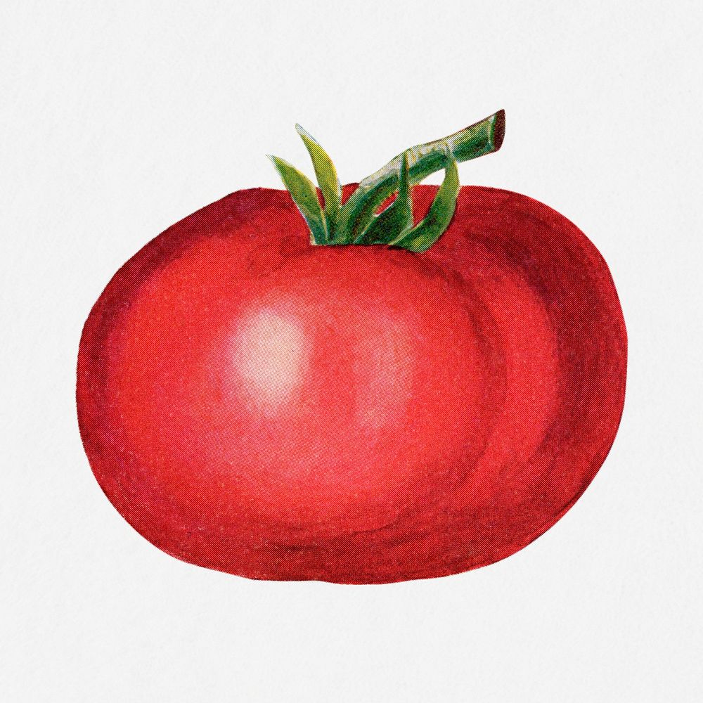 Tomato illustration, vintage watercolor design, digitally enhanced from our own original copy of The Open Door to…