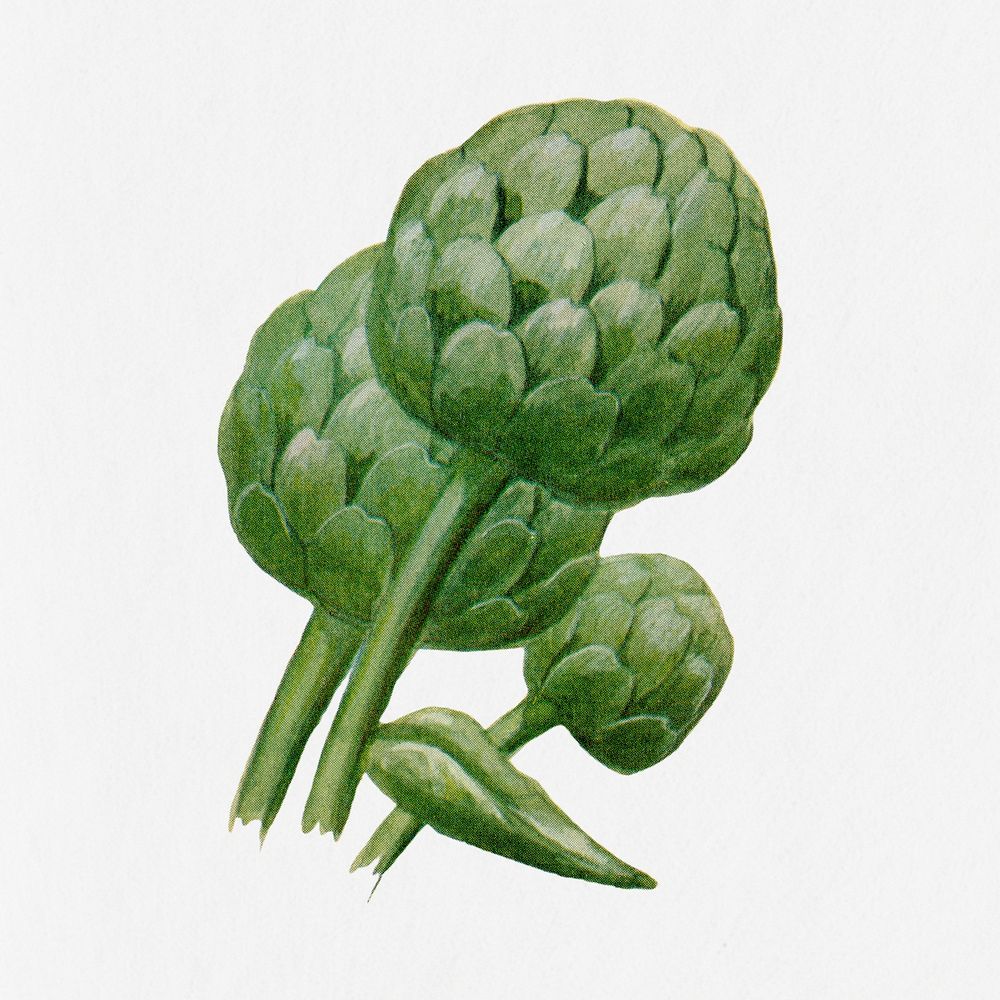 Artichoke illustration, vintage watercolor design, digitally enhanced from our own original copy of The Open Door to…