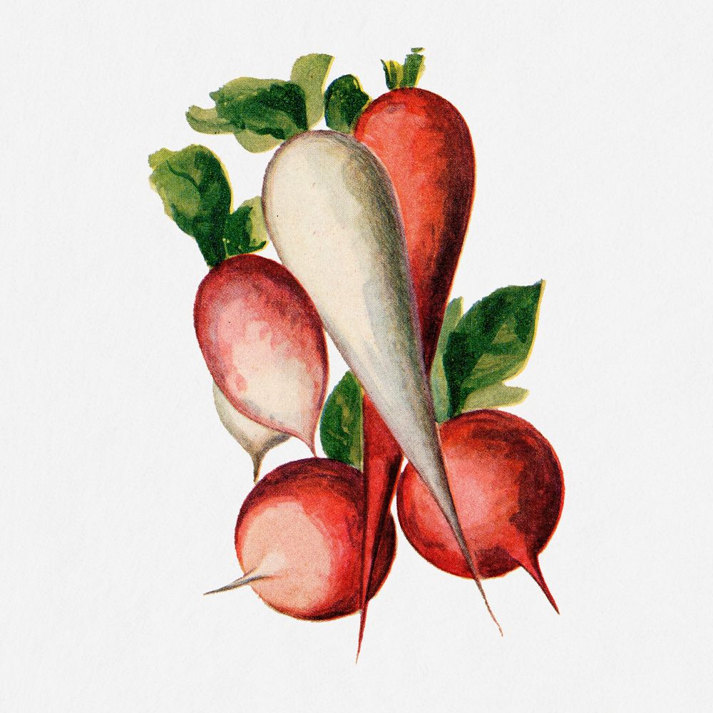 Radish illustration, vintage watercolor design, digitally enhanced from our own original copy of The Open Door to…