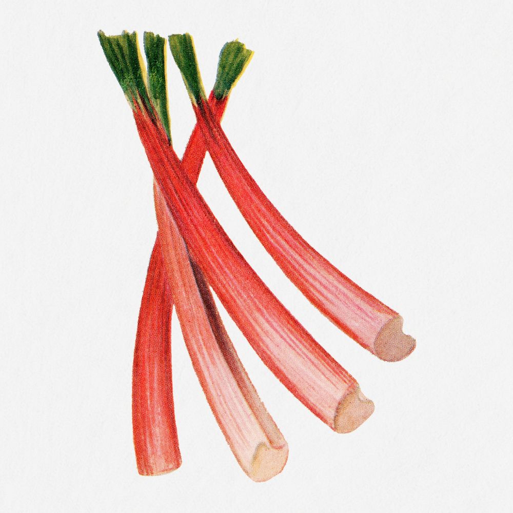 Rhubarb illustration, vintage watercolor design, digitally enhanced from our own original copy of The Open Door to…