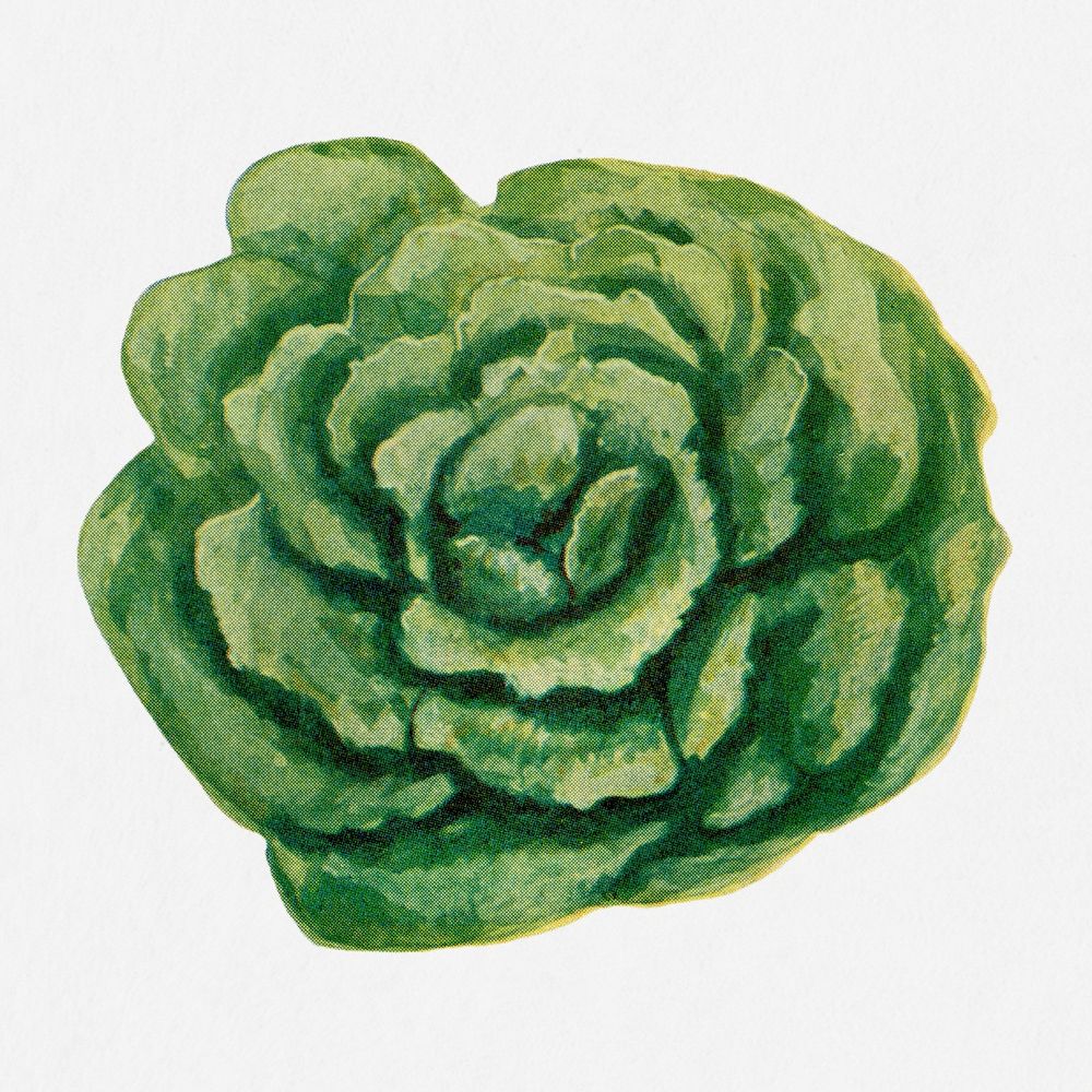 Lettuce illustration, vintage watercolor design, digitally enhanced from our own original copy of The Open Door to…