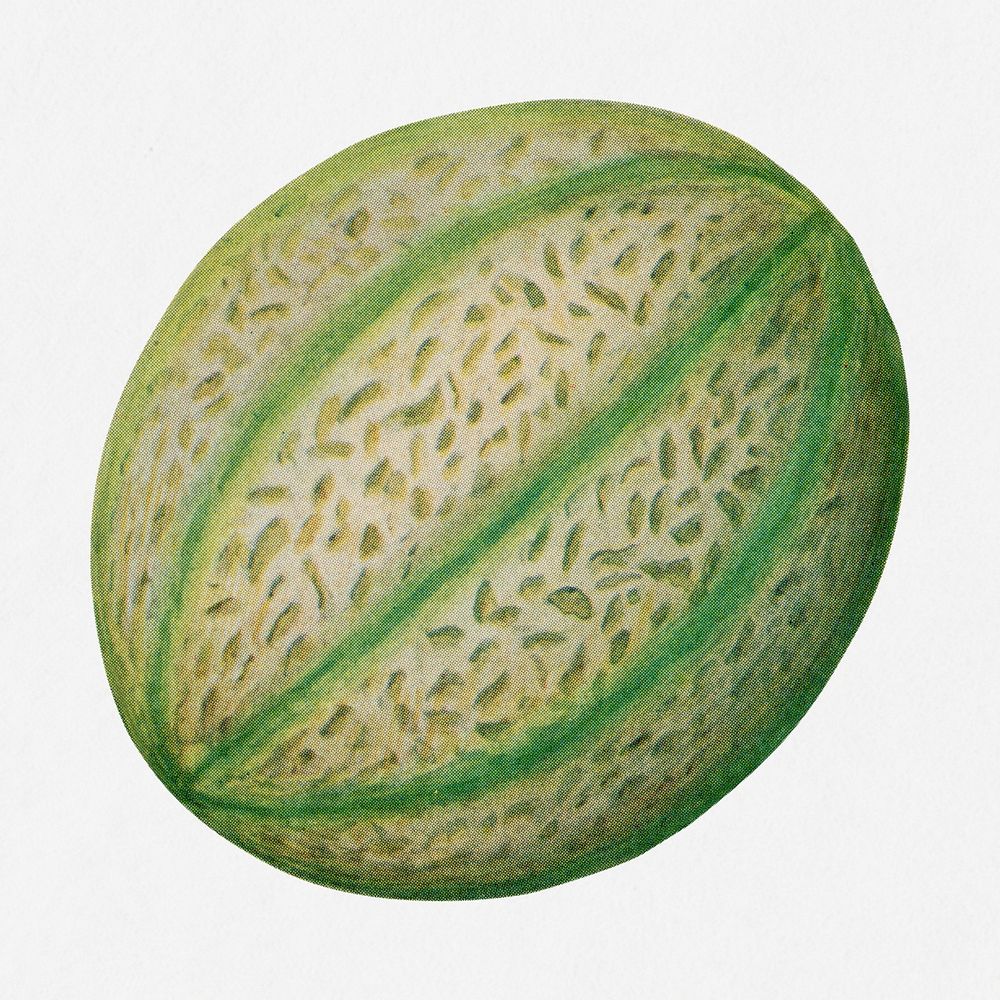 Muskmelon illustration, vintage watercolor design, digitally enhanced from our own original copy of The Open Door to…