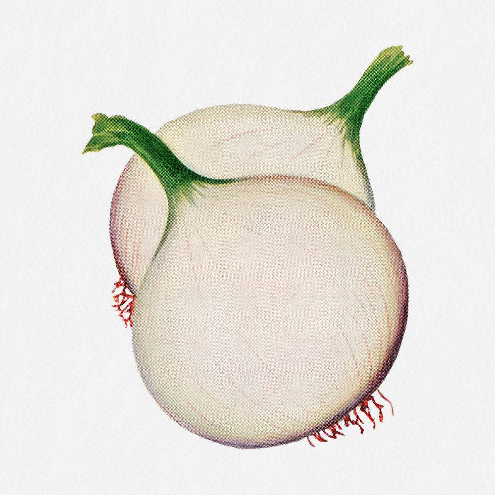 Onion illustration, vintage watercolor design, digitally enhanced from our own original copy of The Open Door to…