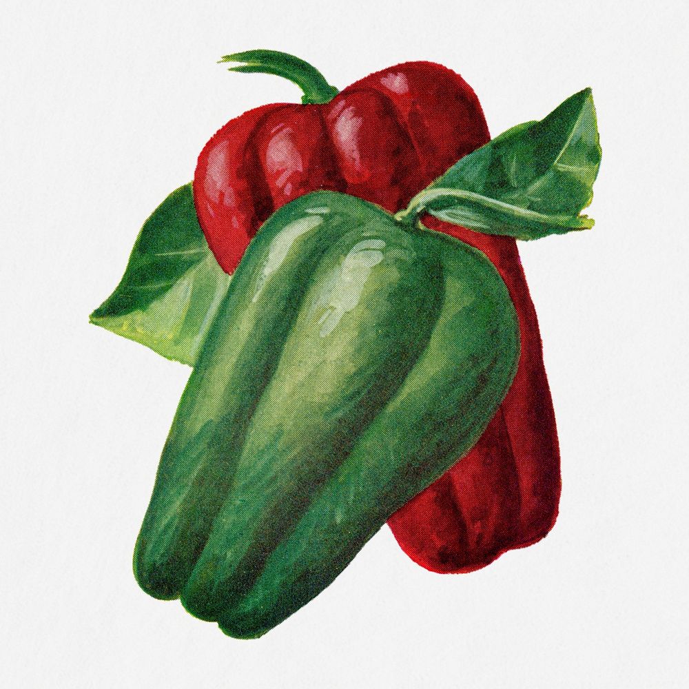 Sweet pepper illustration, vintage watercolor design, digitally enhanced from our own original copy of The Open Door to…