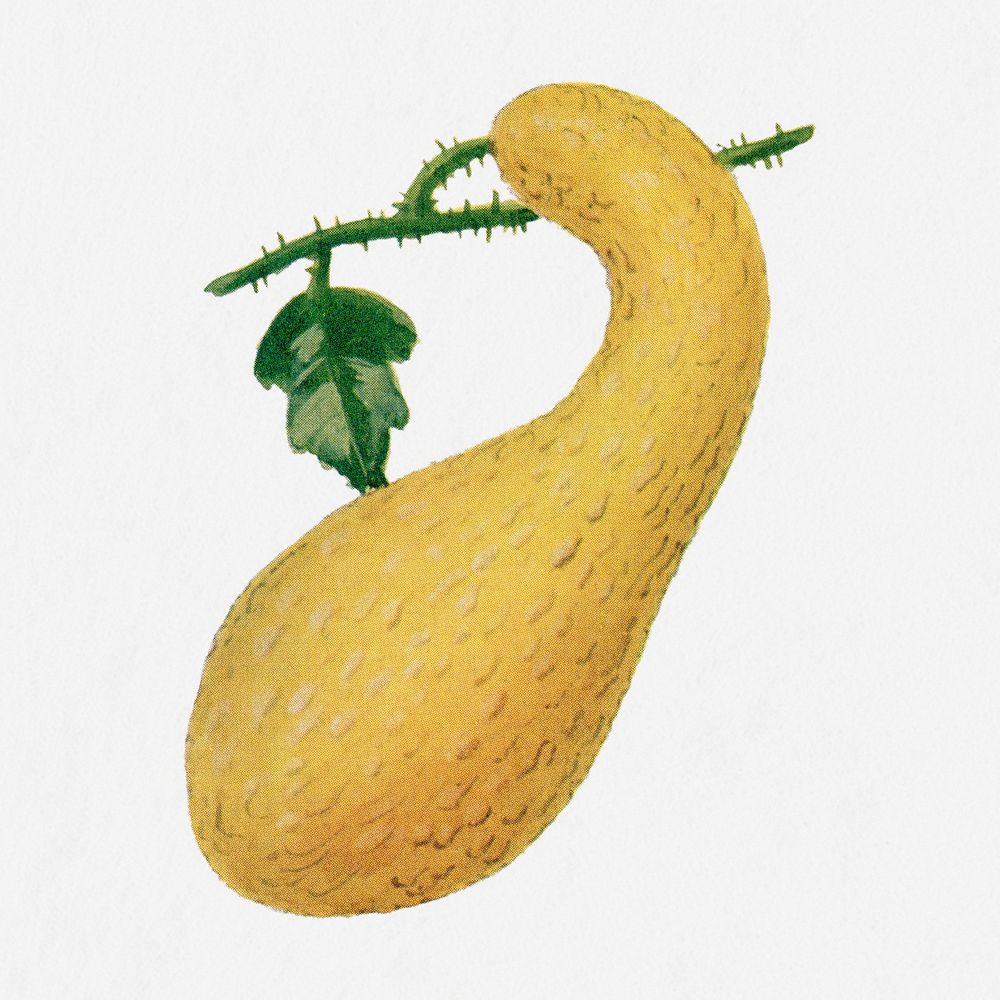 Squash illustration, vintage watercolor design, digitally enhanced from our own original copy of The Open Door to…