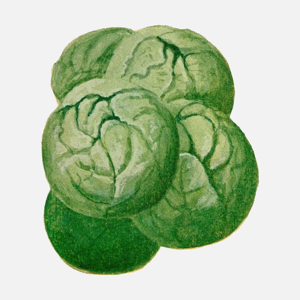 Brussels Sprouts clip art, vintage watercolor illustration vector, digitally enhanced from our own original copy of The Open…