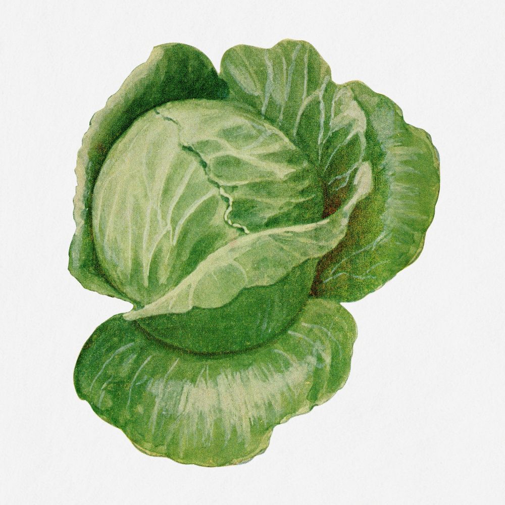 Cabbage illustration, vintage watercolor design, digitally enhanced from our own original copy of The Open Door to…