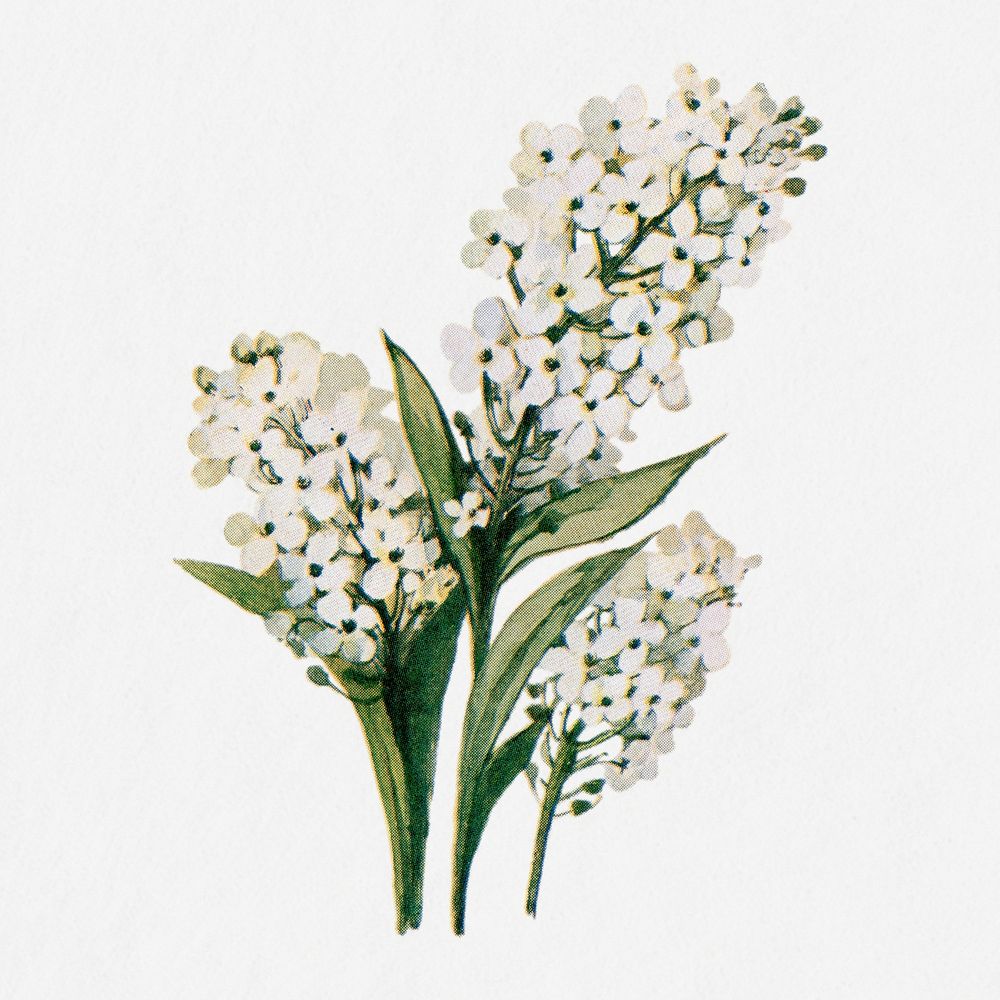 Alyssum flower illustration, vintage watercolor design, digitally enhanced from our own original copy of The Open Door to…