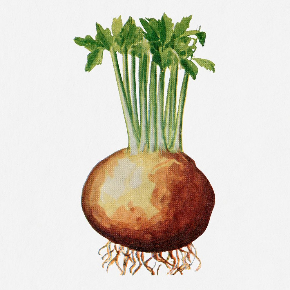 Celeriac illustration, vintage watercolor design, digitally enhanced from our own original copy of The Open Door to…