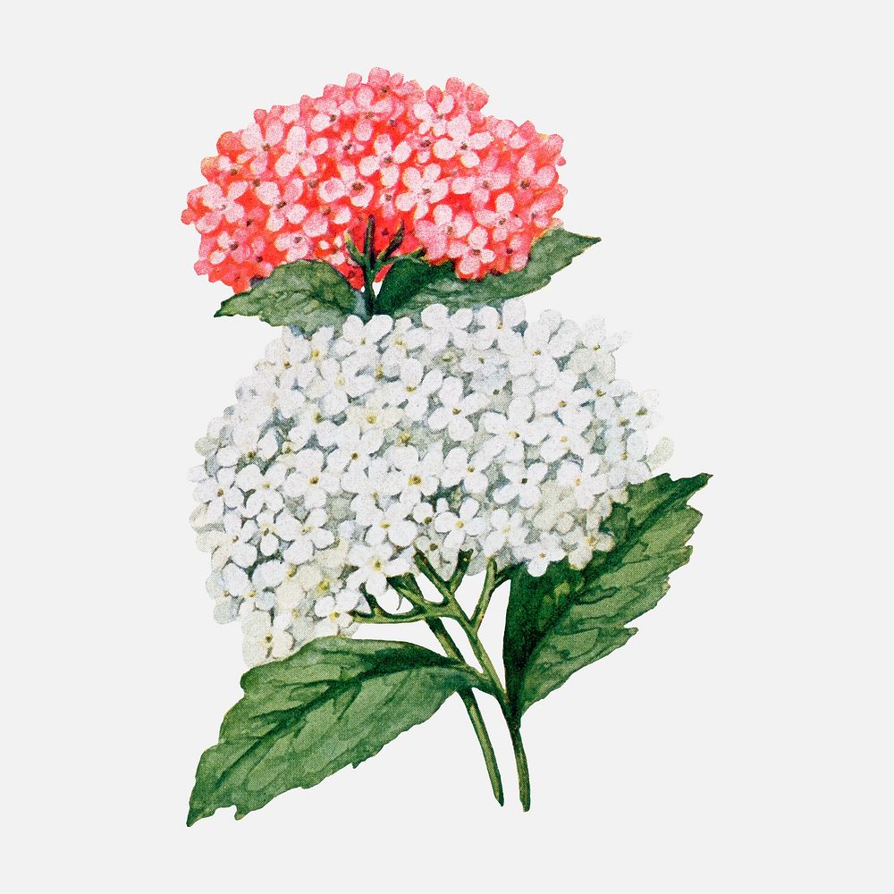 Centranthus flower collage element, watercolor botanical clipart vector, digitally enhanced from our own original copy of…