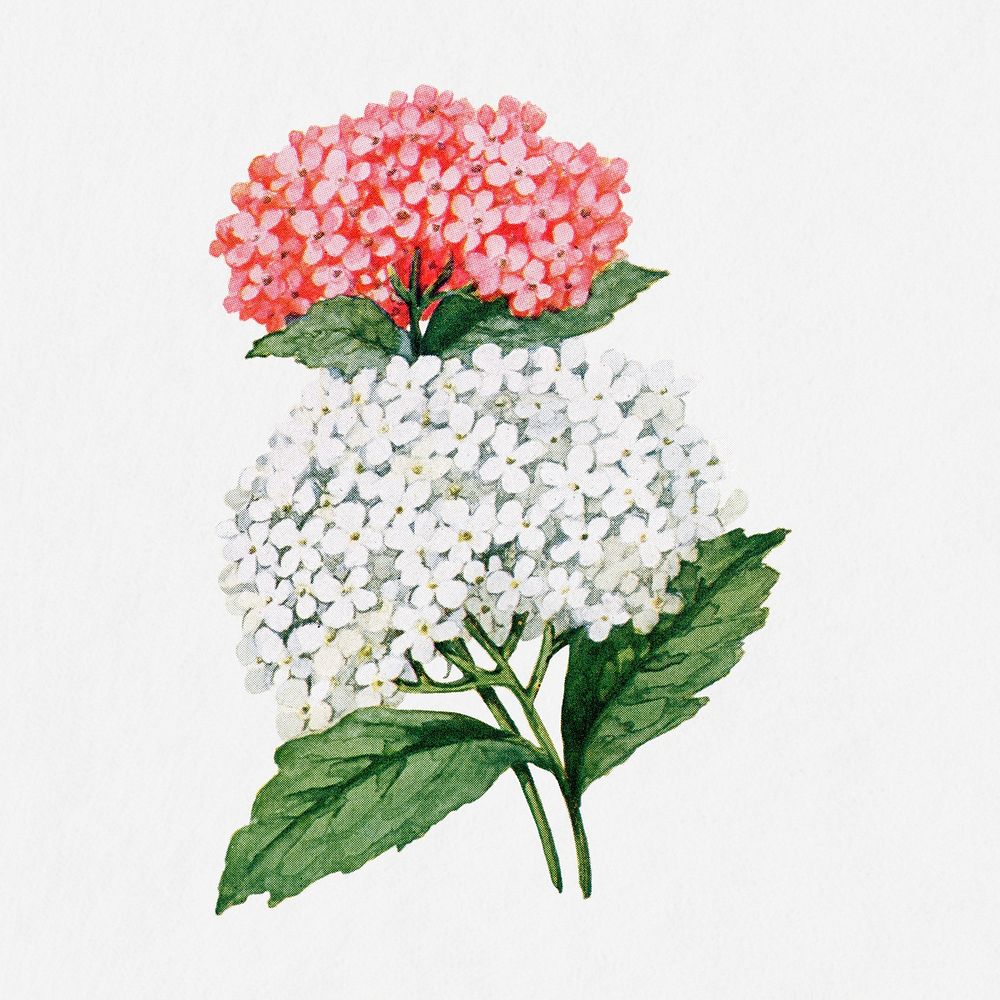 Centranthus flower illustration, vintage watercolor design, digitally enhanced from our own original copy of The Open Door…