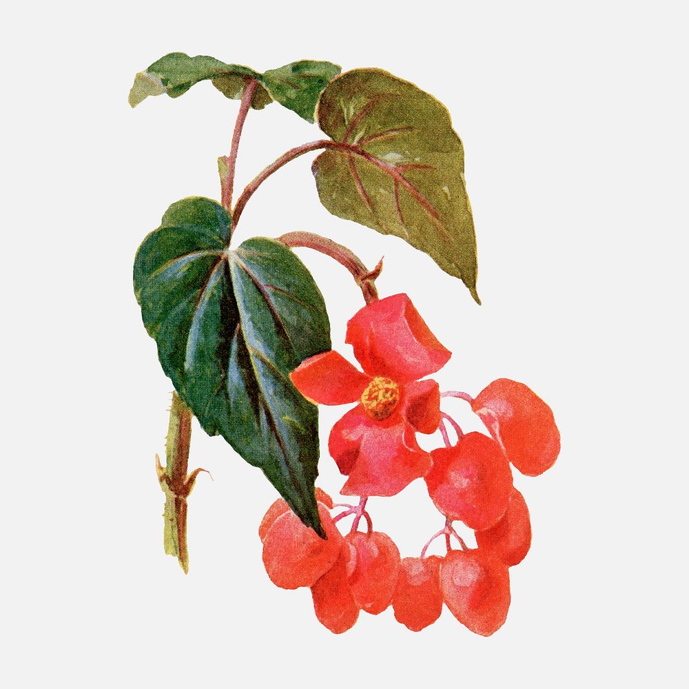 Flower flower sticker, vintage botanical illustration vector, digitally enhanced from our own original copy of The Open Door…