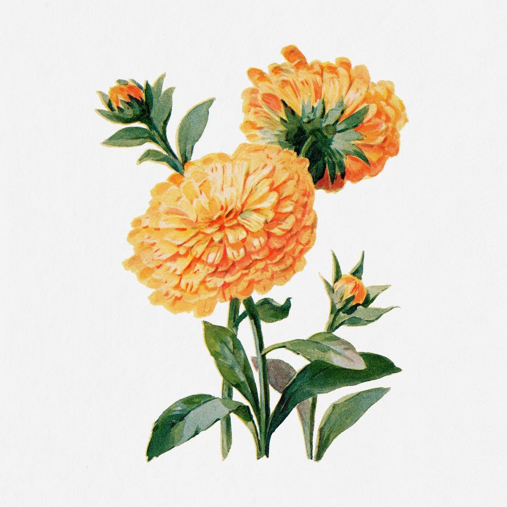 Calendula flower illustration, vintage watercolor design, digitally enhanced from our own original copy of The Open Door to…