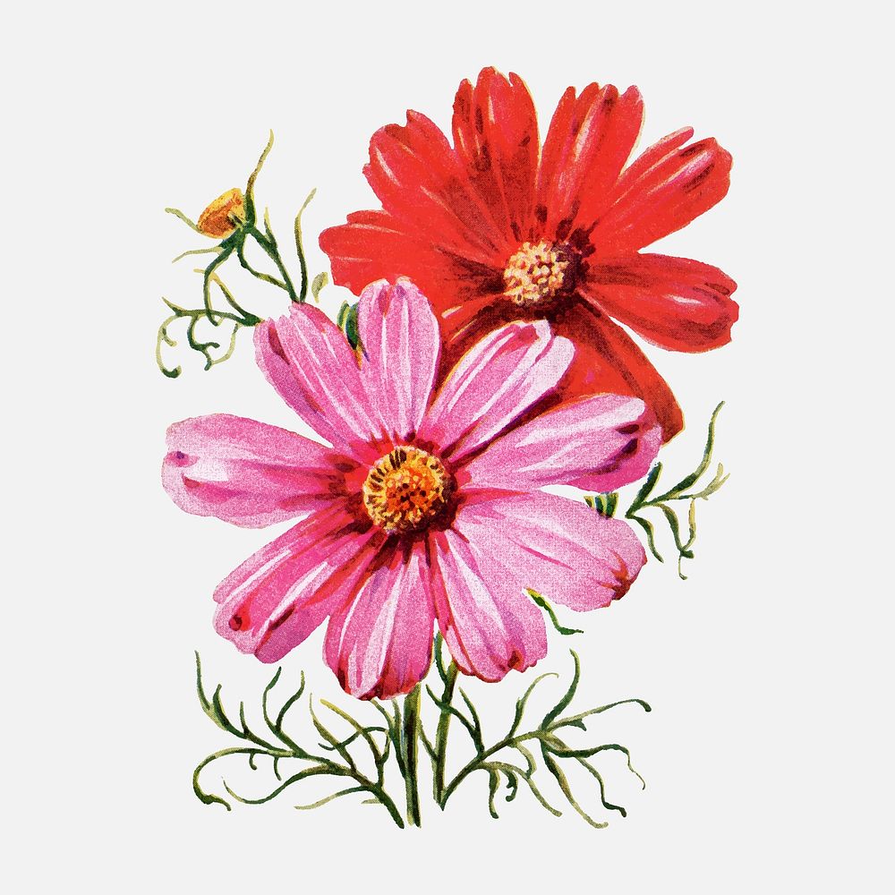 Cosmos flower collage element, vintage watercolor vector, digitally enhanced from our own original copy of The Open Door to…