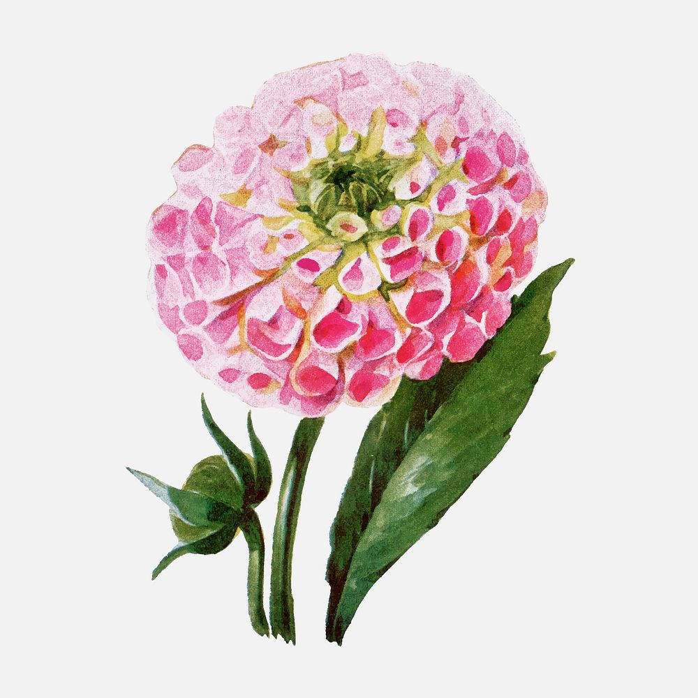 Dahlia flower collage element, vintage watercolor vector, digitally enhanced from our own original copy of The Open Door to…