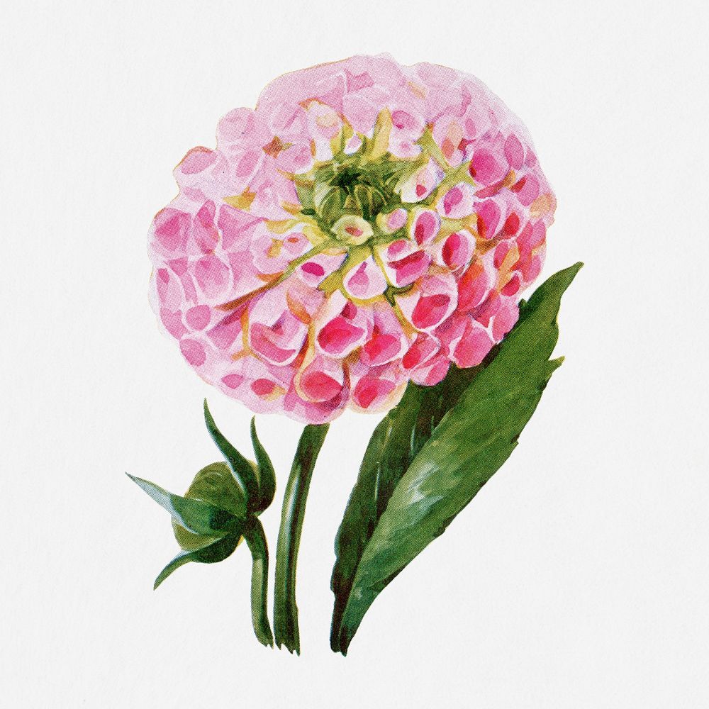 Dahlia flower illustration, vintage watercolor design, digitally enhanced from our own original copy of The Open Door to…