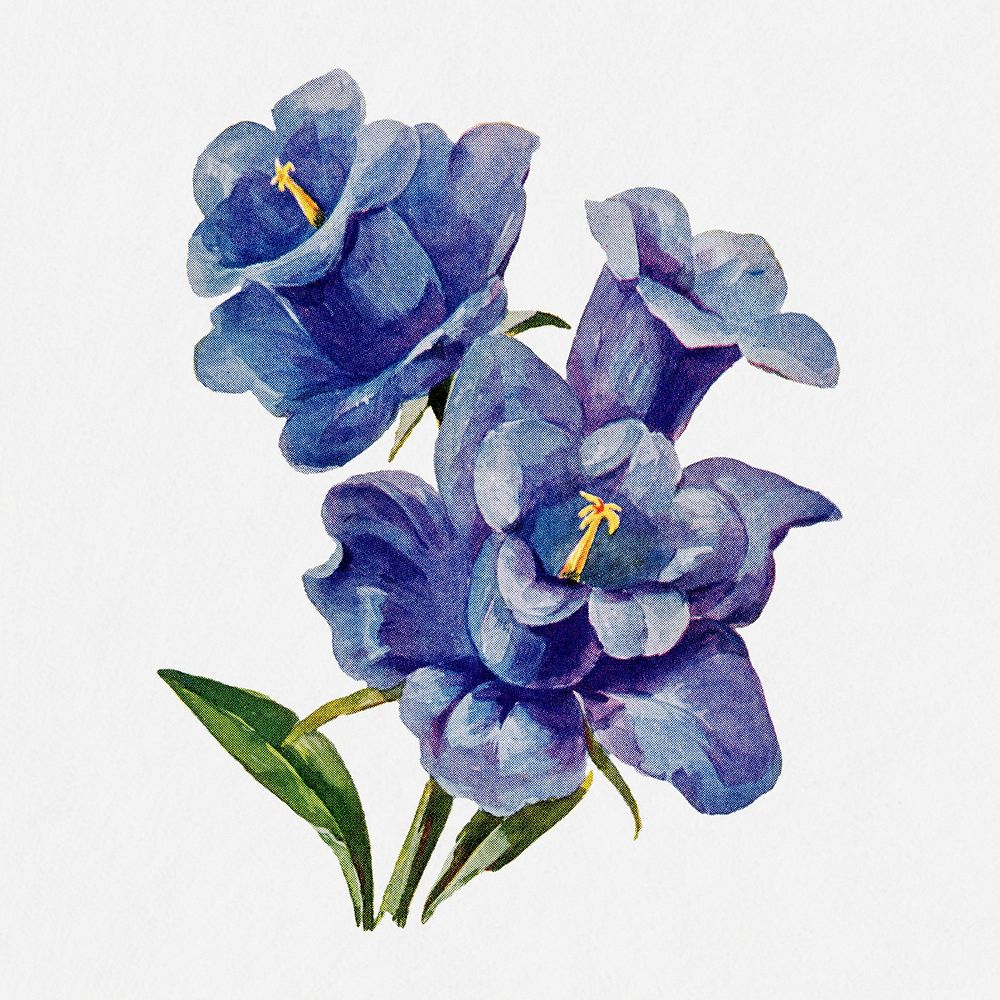 Canterbury Bell flower illustration, vintage watercolor design, digitally enhanced from our own original copy of The Open…