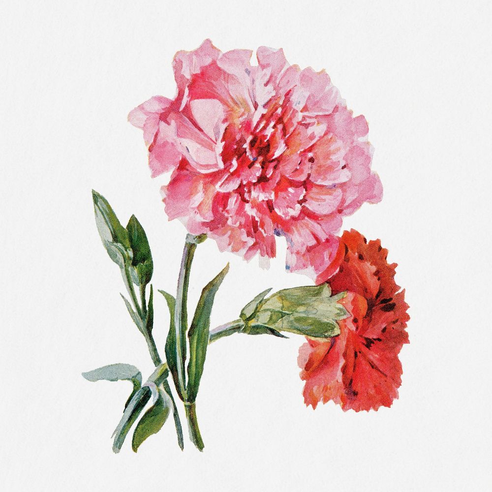 Carnation flower illustration, vintage watercolor design, digitally enhanced from our own original copy of The Open Door to…