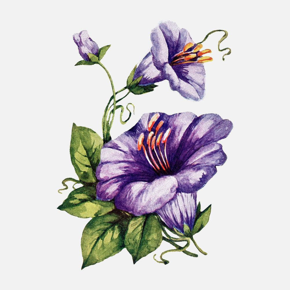 Purple Coboea flower sticker, vintage illustration vector, digitally enhanced from our own original copy of The Open Door to…