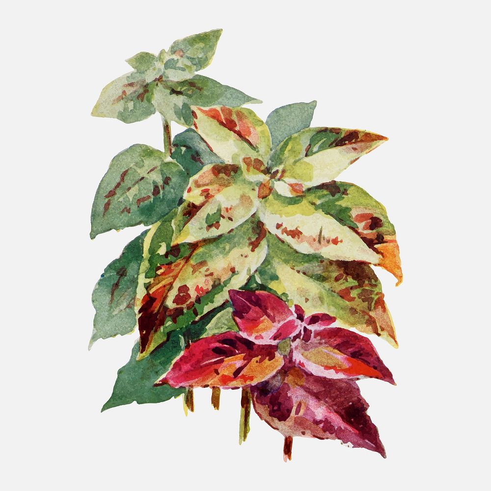Coleus leaf sticker, vintage illustration vector, digitally enhanced from our own original copy of The Open Door to…