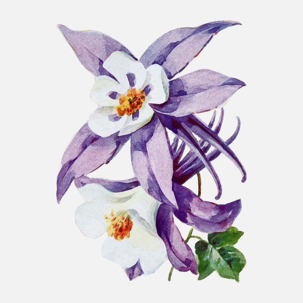 Purple columbine flower sticker, vintage illustration vector, digitally enhanced from our own original copy of The Open Door…