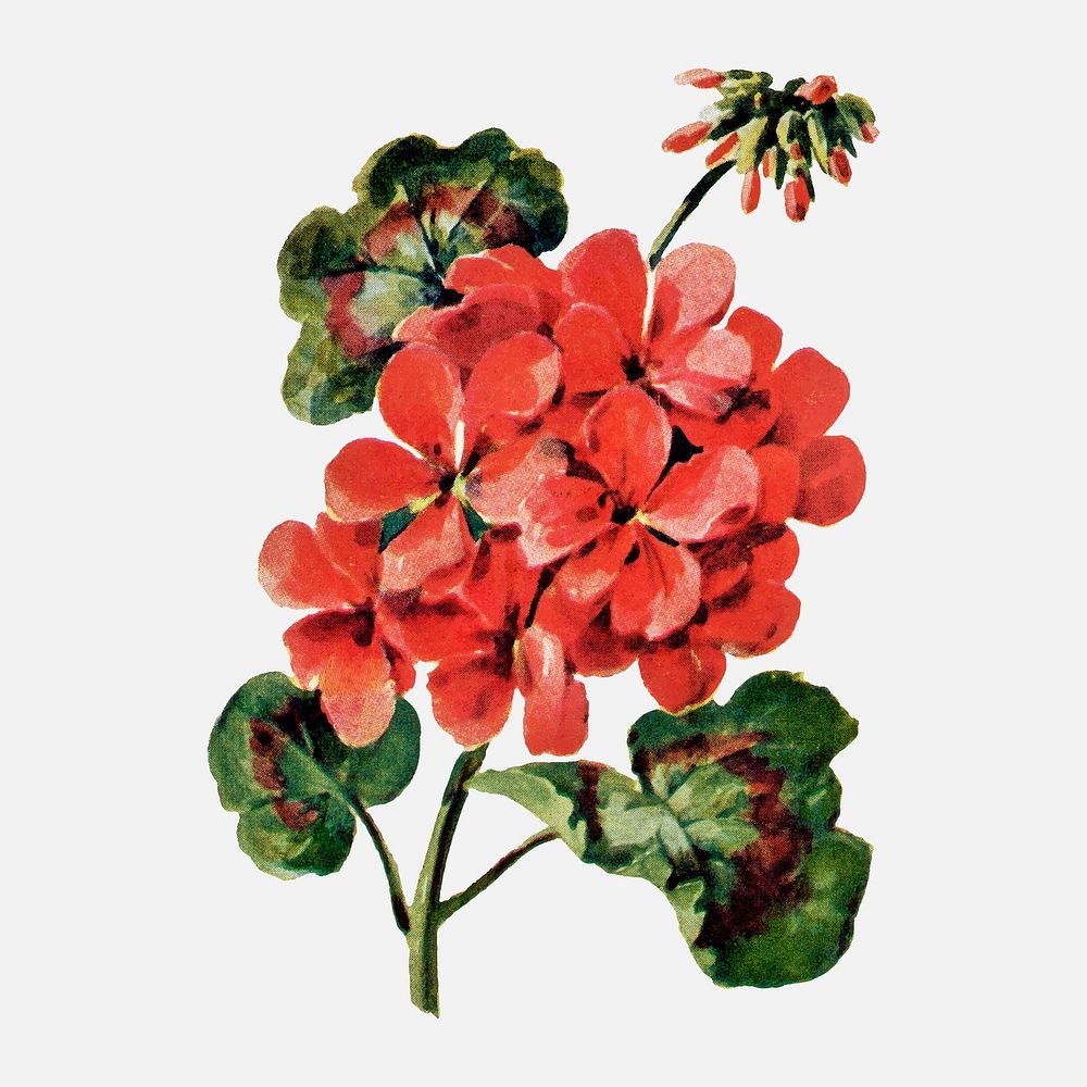 Vintage geranium flower sticker, botanical vector, digitally enhanced from our own original copy of The Open Door to…
