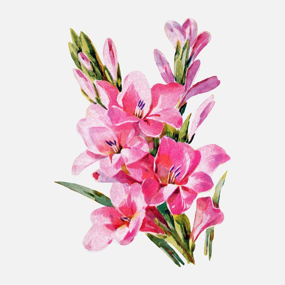 Vintage gladiolus flower sticker, botanical | Premium Vector ...