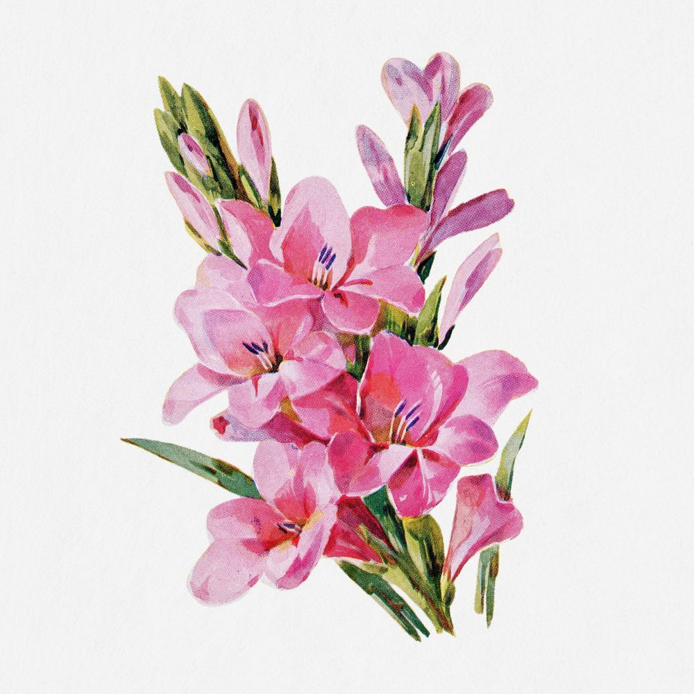 Gladiolus flower illustration, vintage watercolor design, digitally enhanced from our own original copy of The Open Door to…