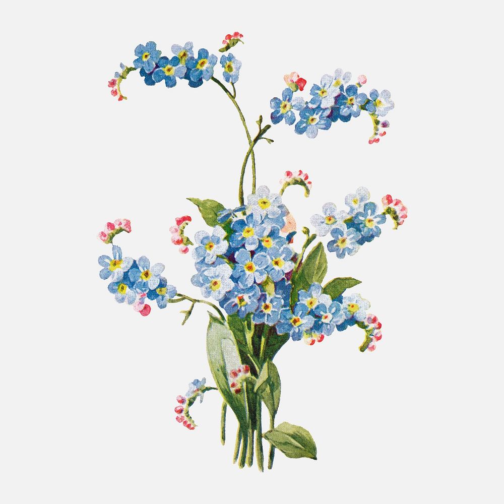 Forget-me-not flower clipart, vintage botanical illustration vector, digitally enhanced from our own original copy of The…