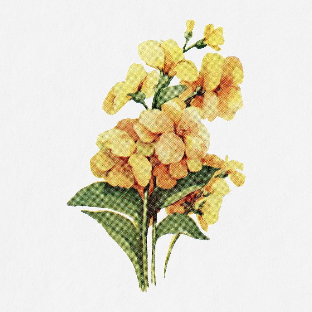 Wallflower illustration, vintage watercolor design, digitally enhanced from our own original copy of The Open Door to…