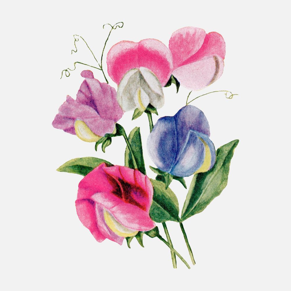 Sweet peas flower sticker, vintage watercolor illustration vector, digitally enhanced from our own original copy of The Open…