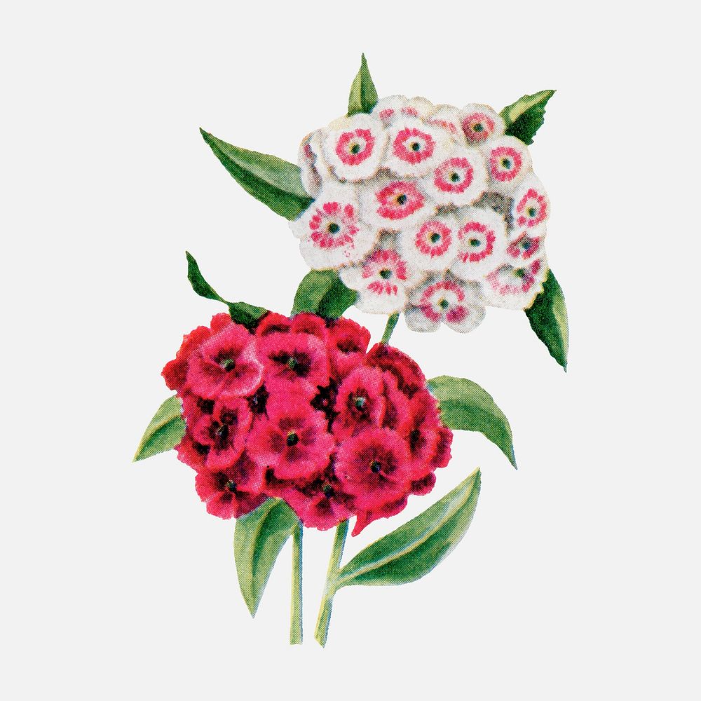 Vintage sweet william flower sticker, botanical vector, digitally enhanced from our own original copy of The Open Door to…