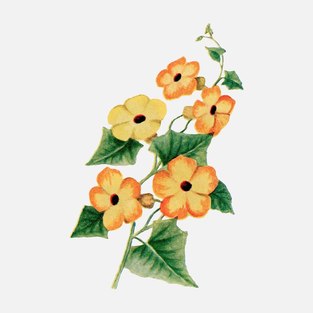 Vintage thunbergia flower sticker, botanical vector, digitally enhanced from our own original copy of The Open Door to…