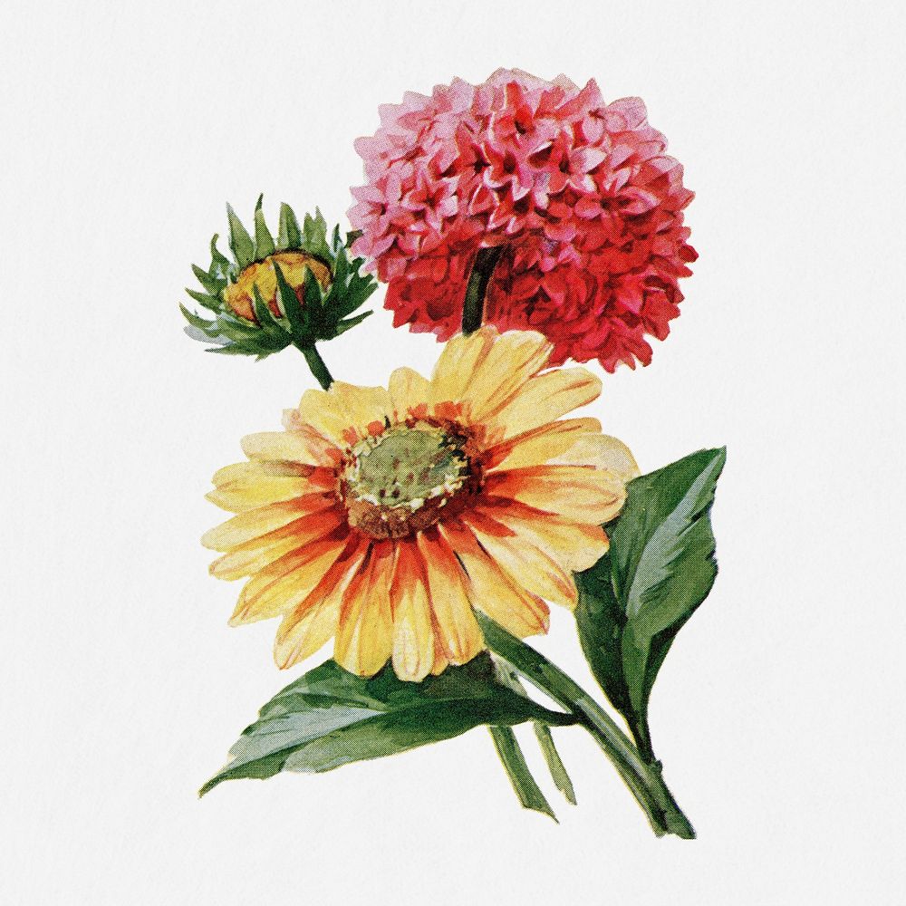 Gaillardia flower illustration, vintage watercolor design, digitally enhanced from our own original copy of The Open Door to…