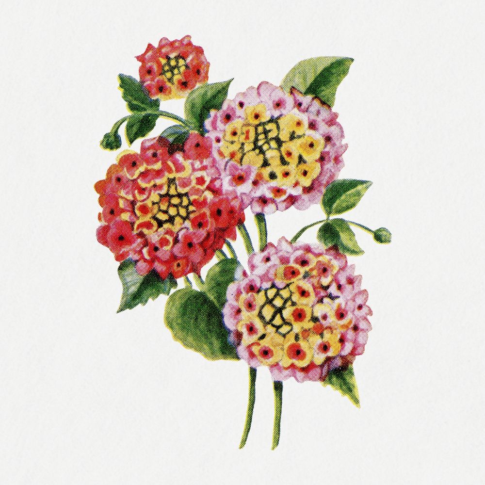 Lantana flower collage element, botanical illustration psd, digitally enhanced from our own original copy of The Open Door…