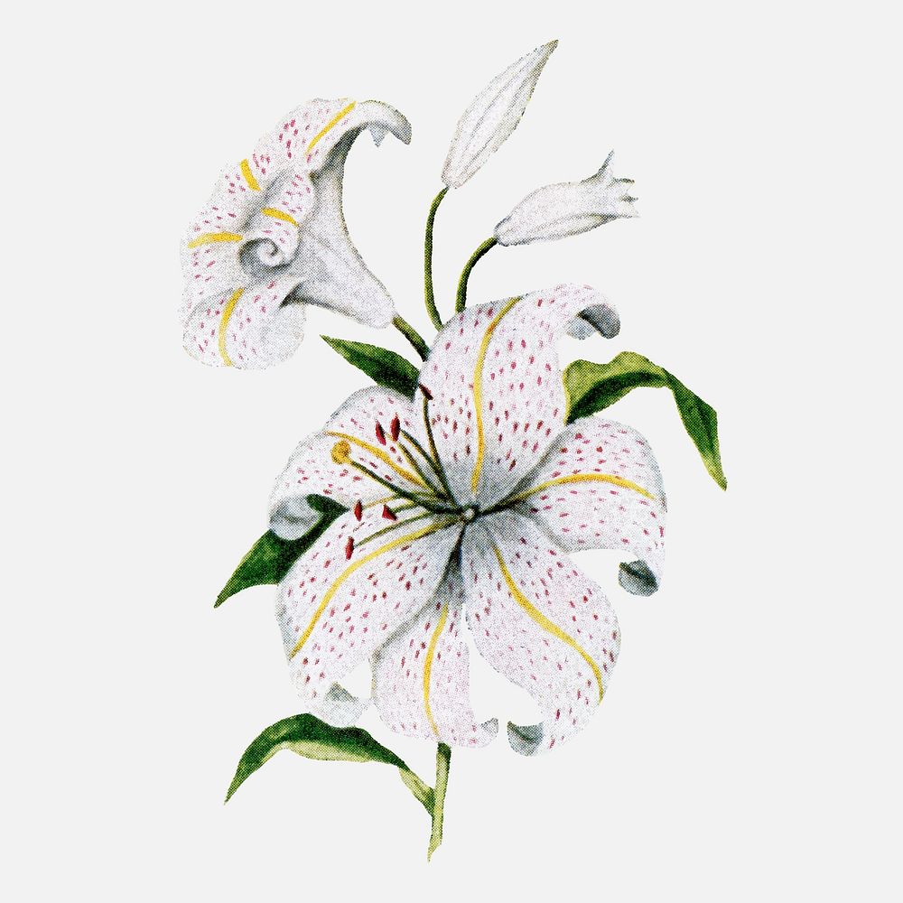 Lily flower collage element, botanical illustration vector, digitally enhanced from our own original copy of The Open Door…