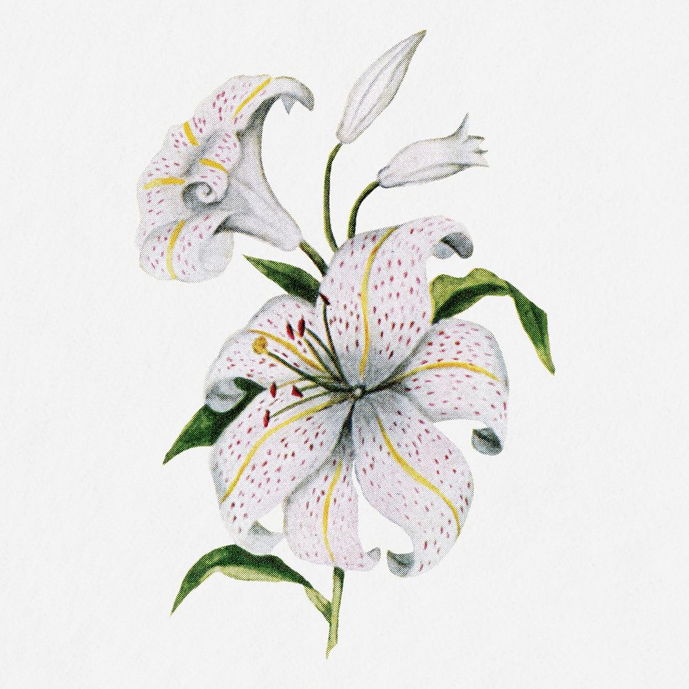Lilies flower illustration, vintage watercolor design, digitally enhanced from our own original copy of The Open Door to…